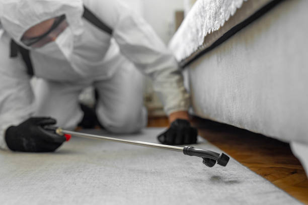 Professional Bed Bug Control technician working in Thornton, IL